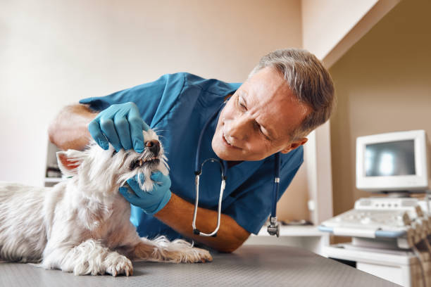 Best 24-Hour Emergency Dental Care in Island Lake, IL